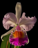 Cattleya mendelii, botanic, 15 cm