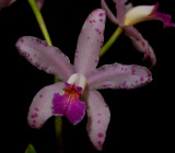 Cattleya amethistoglossa, botanic, flower about 7 cm