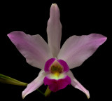 Laelia anceps, close