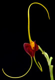 Masdevallia lata,  total  height 8 cm