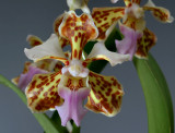  Vanda orchids