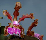Cattleya schilleriana