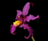 Cyrtochilum edwardii - Odontoglossum edwardii - Dasyglossum edwardii