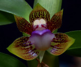 Dicheae sp. 1.5 cm