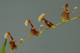 Sigmatostalix peruviana, flowers  1 cm