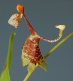 Sigmatostalix peruviana, close , height 1 cm