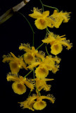 Dendrobium harveyanum,  Ueang Kham Foi, 3 cm
