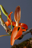 Dendrobium unicum, Ueang Sai Si Saet, 3 cm