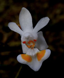 Phalaenopsis gibbosa, botanic ,  1 cm