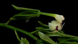 Epidendrum scriptum close