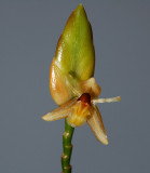Geesinkorchis breviunguiculata , botanic, very rare   1 cm
