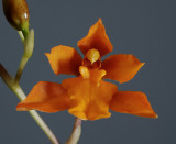 Cyrtochilum retusum     ,   botanic  2 cm