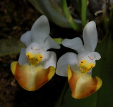 Phalaenopsis lobbii  'select'   botanic  1.5 cm