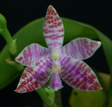 Phalaenopsis lueddemanniana, botanic