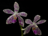 Phalaenopsis lueddemanniana  form 'delicata'   botanic