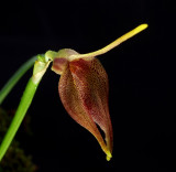 Masdevallia kuhniorum