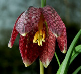 Kievitsbloem, Fritillaria meleagris, liliaceae