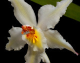 Odontoglossum crispum, botanic close, flower about 7 cm