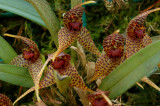 Dryadella edwaldii, flowers 1 cm