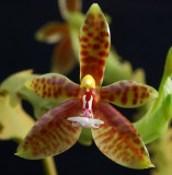 Phalaenopsis cornu-cervi, botanic 4 cm