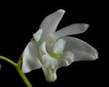 Dendrobium kingianum, 2 cm