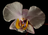 Phalaenopsis philippinense, botanic 4 cm