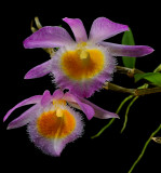Dendrobium loddigesii ,  flowers 5-6 cm
