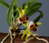 Cytroglossa  marileoniae,  plant 2.5 cm, Brasil