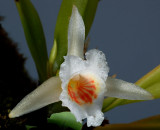 Plectrophora triguetra, flower 2 cm