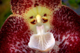 Dracula polyphemus