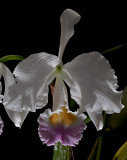 Cattleya trianaei semi-alba , close , botanic , very rare