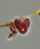 Stelis eublepharis,  flower 6-7 mm, Suriname