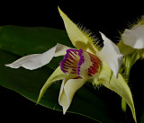 Dendrobium eximium, close