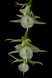 Oeniella polystachia, flowers 1.5 cm