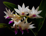 Dendrobium amethistoglossum