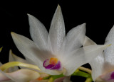 Dendrobium amethistoglossum, close