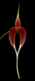 Bulbophyllum blumei ,  flower 4 cm