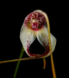 Masdevallia schmidt-mummii,   3 cm