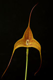 Masdevallia  instar,  4 cm