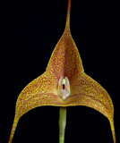 Masdevallia  instar,  close  4 cm