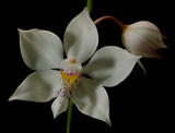 Caularthron bicornutum, botanic 3.5 cm