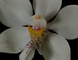 Caularthron bicornutum, close