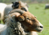 Drents heideschaap
