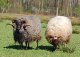 Drentsche heideschapen