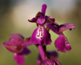  Anacamptis morio ssp. picta, Griekenland-Greece