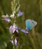Bloemenblauwtje man  op Campanula sp.
