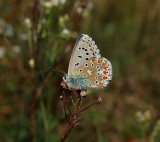 Adonisblauwtje man, onderzijde,  Polyommatus bellargus