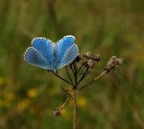 Adonis blauwtje man, Polyommatus bellargus