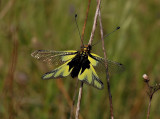Owlfly - vlinderhaft, Ascalaphus libelluloides