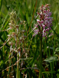 Bokkenorchis naast aapjesorchis